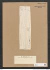 Diatomeae indet. (de-Toni-Nr.: Species 968, 969 var. } ??) Zeichnungen Sammlung Grunow Nr. 1848 (NHMW-BOT-W0368786)